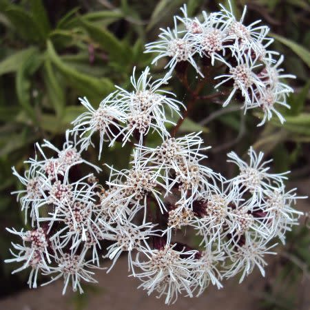 Aristeguietia salvia - Salvia macho, Pegajosa, Pega-pega - 10 Seed Pack
