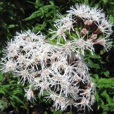 Aristeguietia salvia - Salvia macho, Pegajosa, Pega-pega - 10 Seed Pack - Image 2