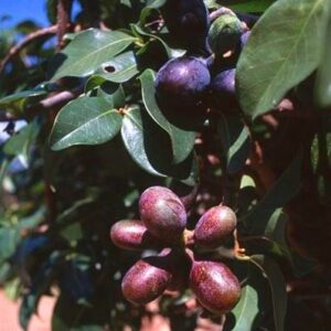 Artabotrys brachypetalus - Purple hook-berry - 5 Seed Pack