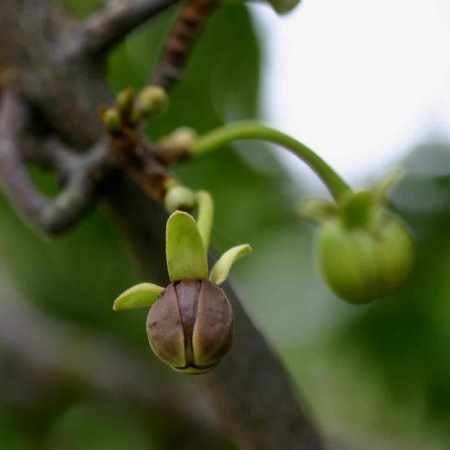 Artabotrys brachypetalus - Purple hook-berry - 5 Seed Pack - Image 2