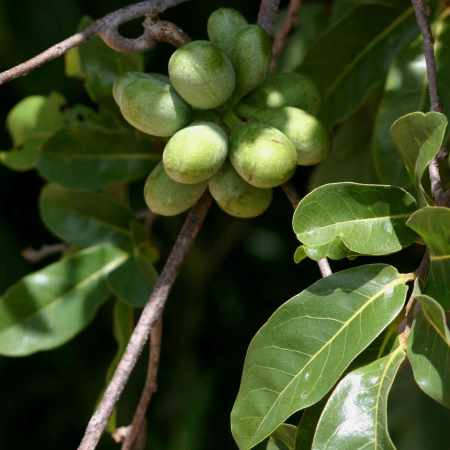 Artabotrys brachypetalus - Purple hook-berry - 5 Seed Pack - Image 3