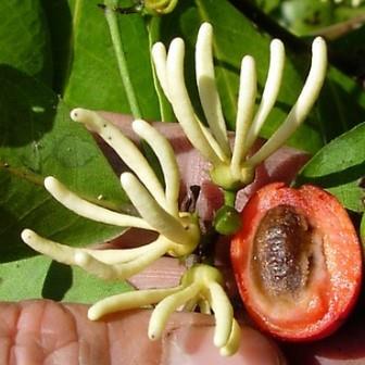 Artabotrys monteiroae - Red Hook-berry; Rooi-haakbessie - 3 Seed Pack