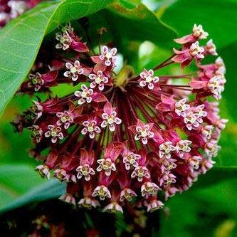 Asclepias syriaca - Butterfly Flower, Silkweed - 25 Seed Pack