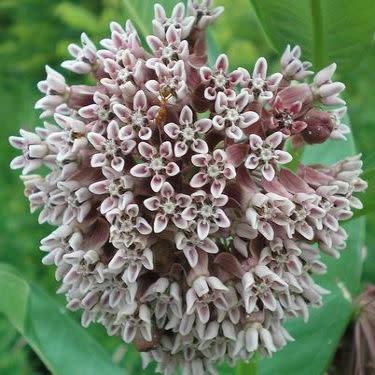 Asclepias syriaca - Butterfly Flower, Silkweed - 25 Seed Pack - Image 2