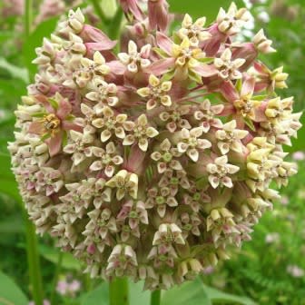 Asclepias syriaca - Butterfly Flower, Silkweed - 25 Seed Pack - Image 4