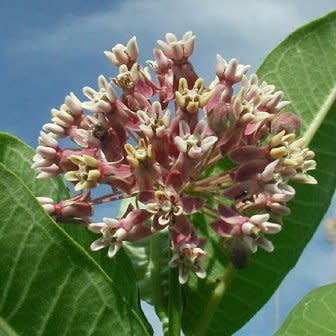 Asclepias syriaca - Butterfly Flower, Silkweed - 25 Seed Pack - Image 5