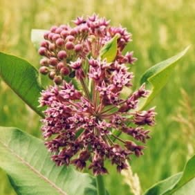 Asclepias syriaca - Butterfly Flower, Silkweed - 25 Seed Pack - Image 6