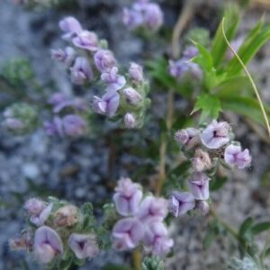 Aspalathus argyrella - 5 Seed Pack