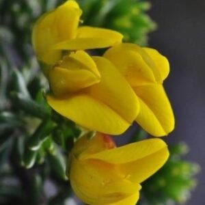 Aspalathus capitata - 5 Seed Pack