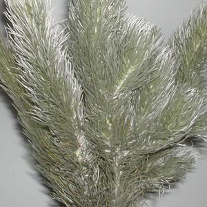 Aspalathus cinerascens - 5 Seed Pack
