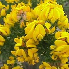 Aspalathus excelsa - 5 Seed Pack