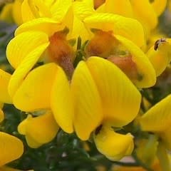 Aspalathus excelsa - 5 Seed Pack - Image 2