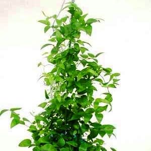 Asparagus asparagoides - Cape Smilax - 5 Seed Pack