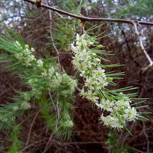 Asparagus laricinus - Katdoring - 5 Seed Pack