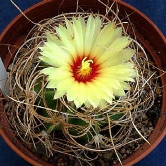 Astrophytum capricorne var. senile - 10 Seed Pack