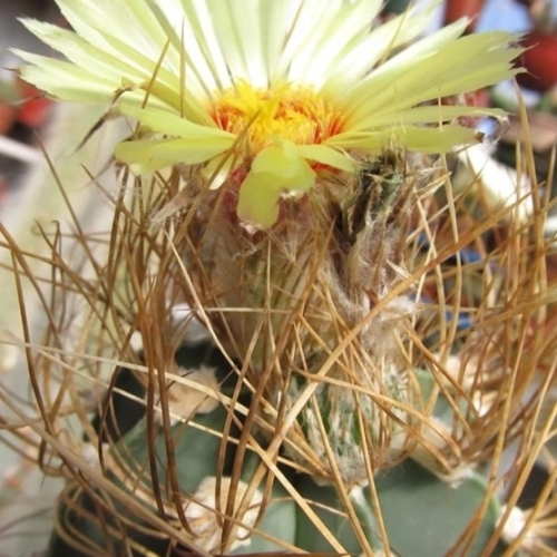 Astrophytum capricorne var. senile - 10 Seed Pack - Image 3