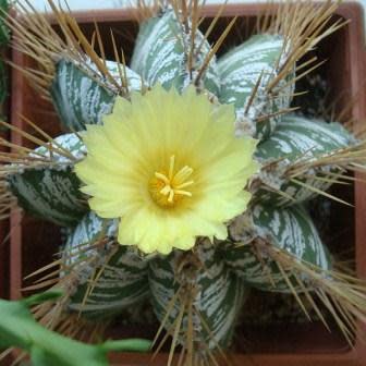 Astrophytum ornatum - Bishop's Cap - 5 Seed Pack