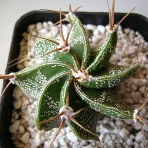 Astrophytum ornatum - Bishop's Cap - 5 Seed Pack - Image 4