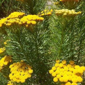 Athanasia crithmifolia - 5 Seed Pack