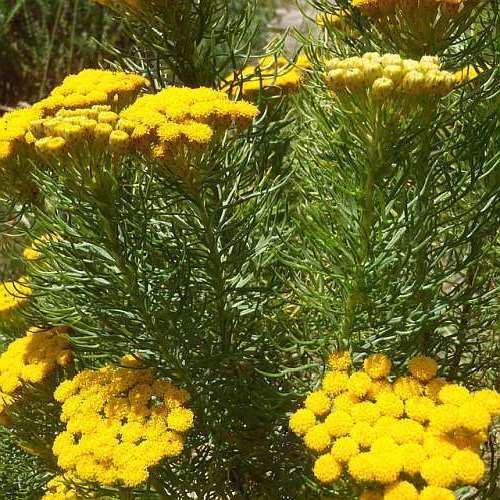 Athanasia crithmifolia - 5 Seed Pack