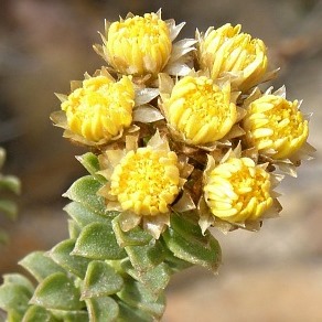 Athanasia quinquedentata - 10 Seed Pack