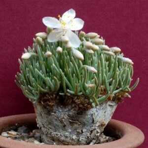 Avonia alstonii - 5 Seed Pack