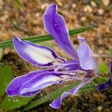 Babiana ambigua - 5 Seed Pack