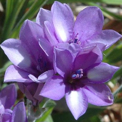 Babiana angustifolia - 5 Seed Pack - Image 2