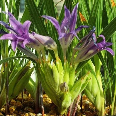 Babiana attenuata - 5 Seed Pack - Image 2