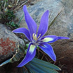 Babiana cuneata - 5 Seed Pack