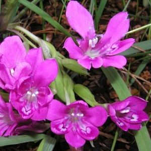 Babiana curviscapa - 5 Seed Pack