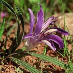 Babiana curviscapa - 5 Seed Pack - Image 2