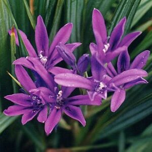 Babiana dregei - 5 Seed Pack