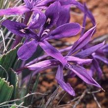 Babiana flabellifolia - 5 Seed Pack