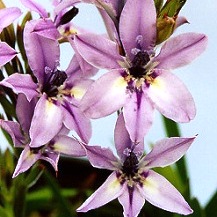 Babiana fragrans - 5 Seed Pack