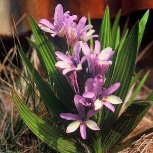 Babiana fragrans - 5 Seed Pack - Image 2