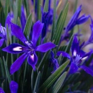 Babiana framesii - 5 Seed Pack
