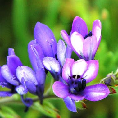 Babiana inclinata - 5 Seed Pack