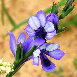 Babiana inclinata - 5 Seed Pack - Image 2