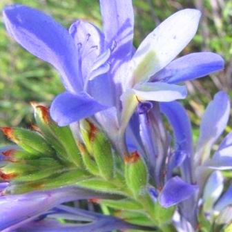 Babiana mucronata - 5 Seed Pack