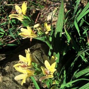 Babiana odorata - 10+ Seed Pack - Image 2