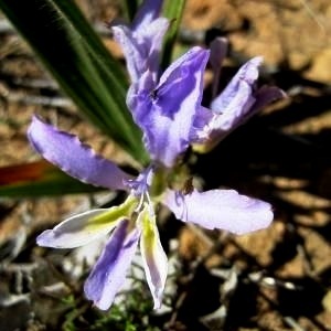 Babiana patersoniae - 5 Seed Pack - Image 2