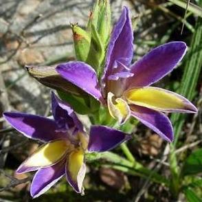 Babiana patula - 10 Seed Pack