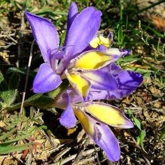 Babiana patula - 10 Seed Pack - Image 2