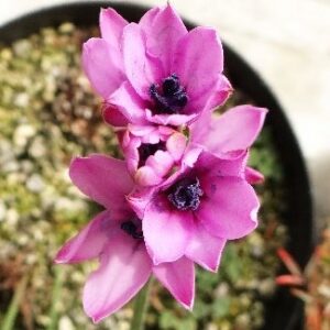 Babiana purpurea - 10 Seed Pack