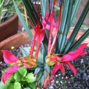 Babiana ringens - 5 Seed Pack