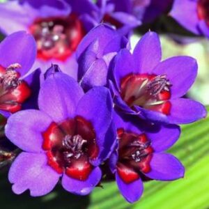 Babiana rubrocyanea - Blue-and-Red Babiana; Rooibloubobbejaantjie - 5 Seed Pack