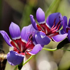 Babiana rubrocyanea - Blue-and-Red Babiana; Rooibloubobbejaantjie - 5 Seed Pack - Image 2