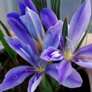 Babiana sambucina - 5 Seed Pack