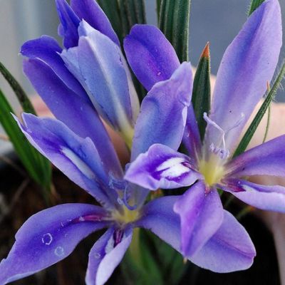 Babiana sambucina - 5 Seed Pack